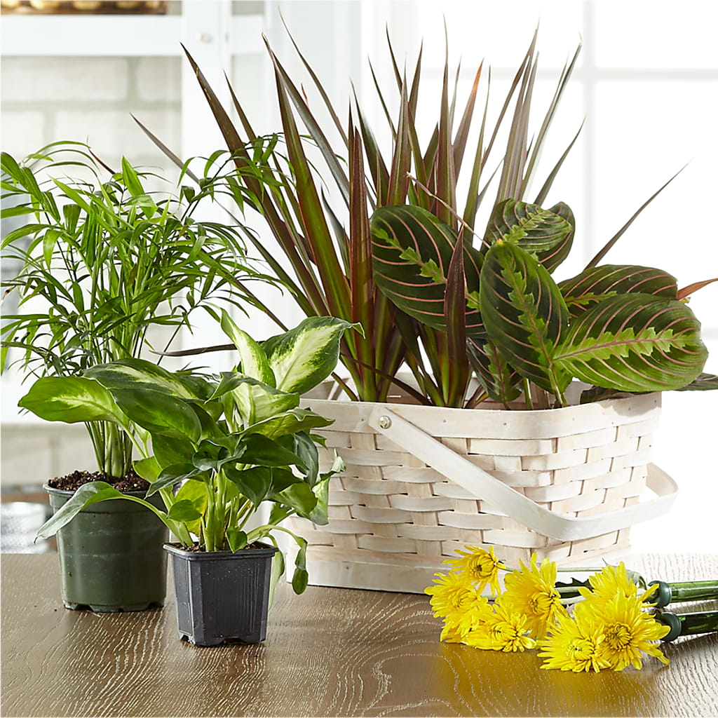 Florist Designed Blooming and Green Plants in a Basket – ALBRIGHT'S INC, Columbus GA