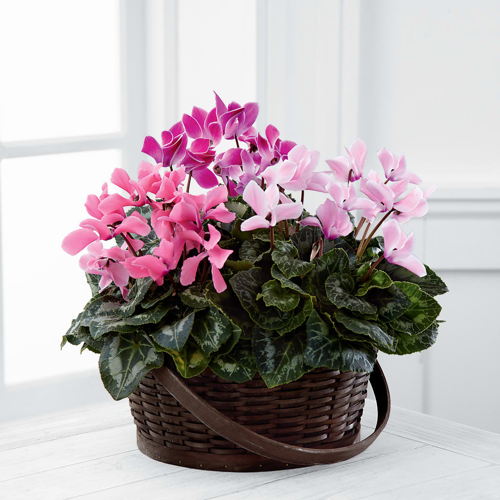 Mixed Cyclamen Planter – ALBRIGHT'S INC, Columbus GA