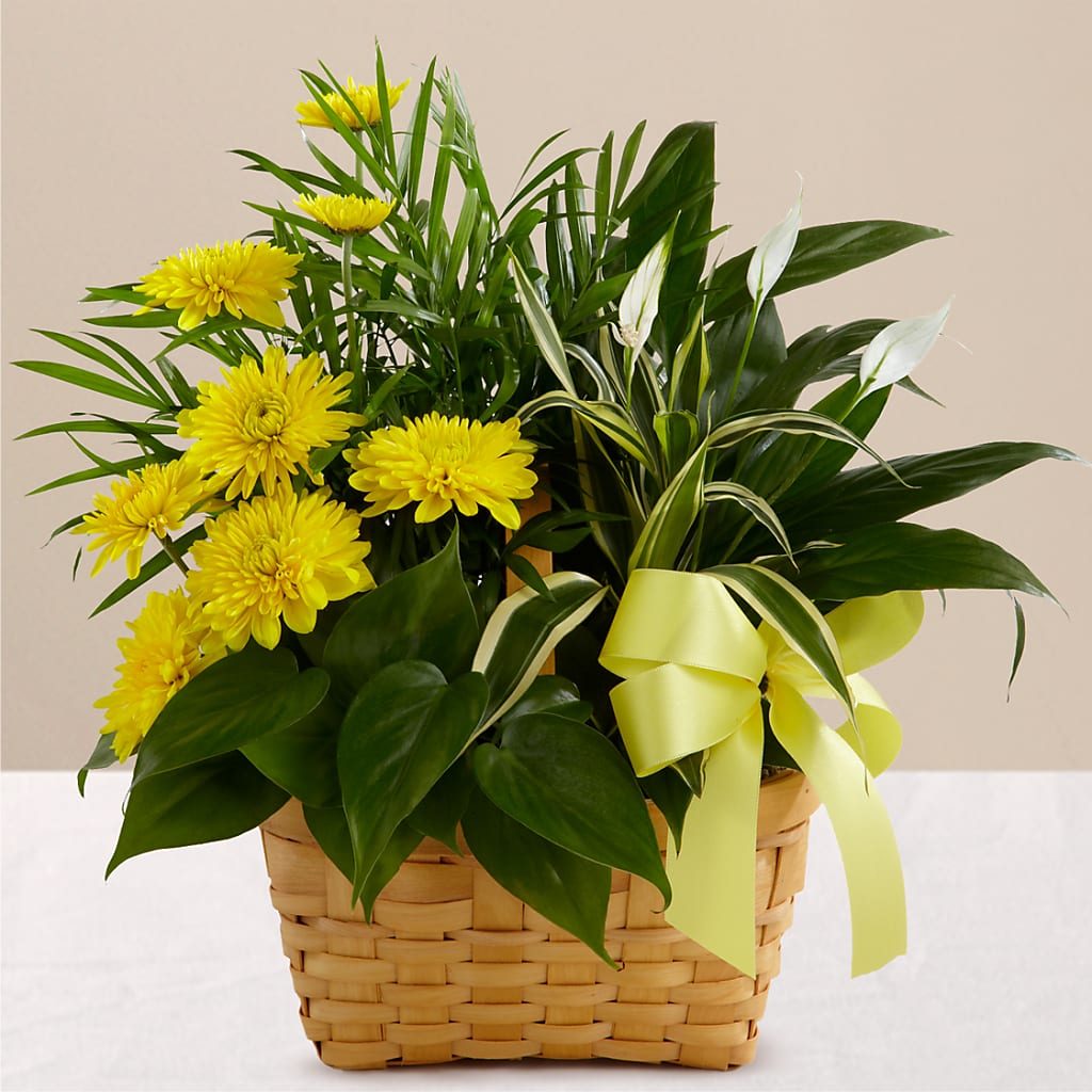Loving Light Dishgarden – ALBRIGHT'S INC, Columbus GA