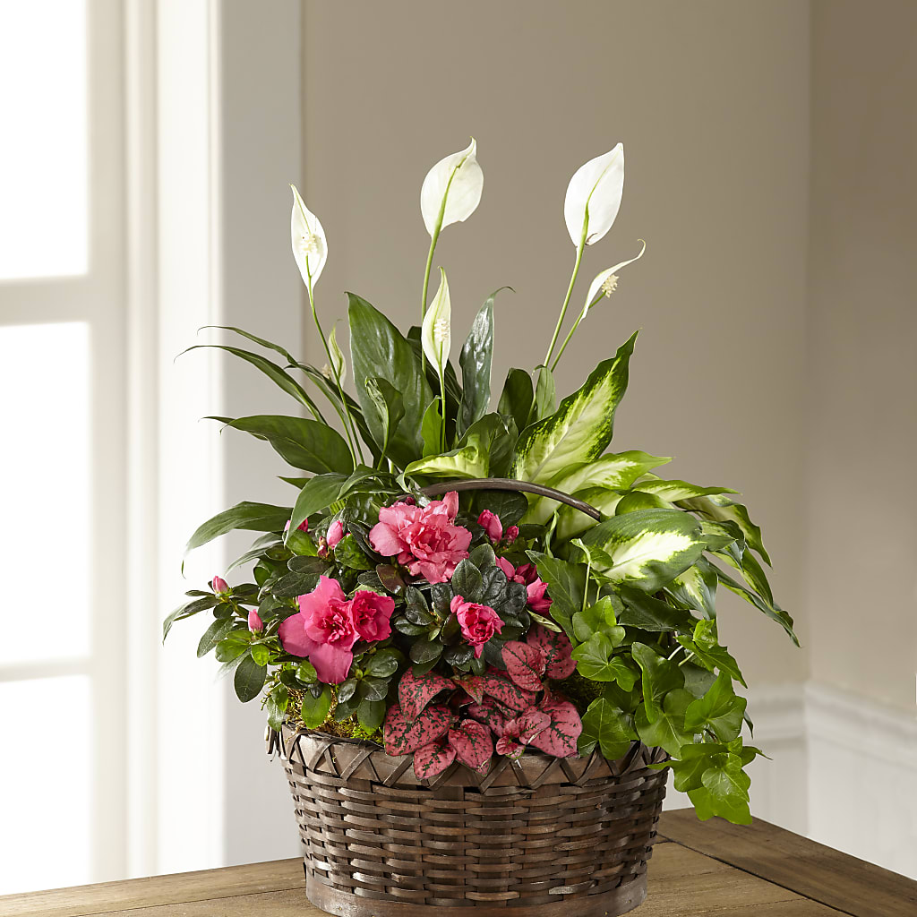 Dream in Pink Dishgarden – ALBRIGHT'S INC, Columbus GA