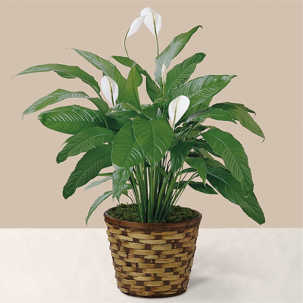 Tranquil Moments Peace Lily Plant – ALBRIGHT'S INC, Columbus GA