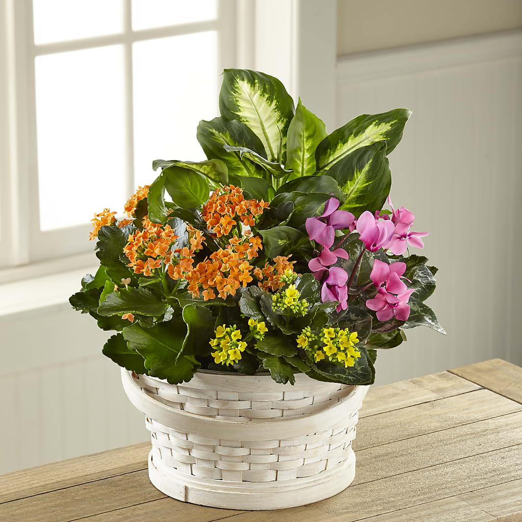 Color Crush Dishgarden – ALBRIGHT'S INC, Columbus GA
