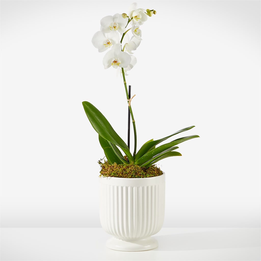 Whispering White Orchid – ALBRIGHT'S INC, Columbus GA