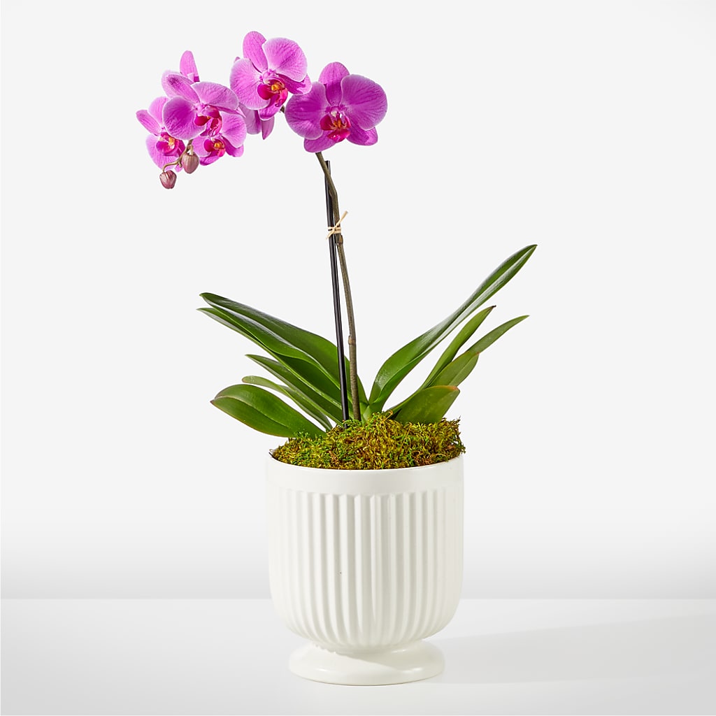 Friendly Fuchsia Orchid – ALBRIGHT'S INC, Columbus GA
