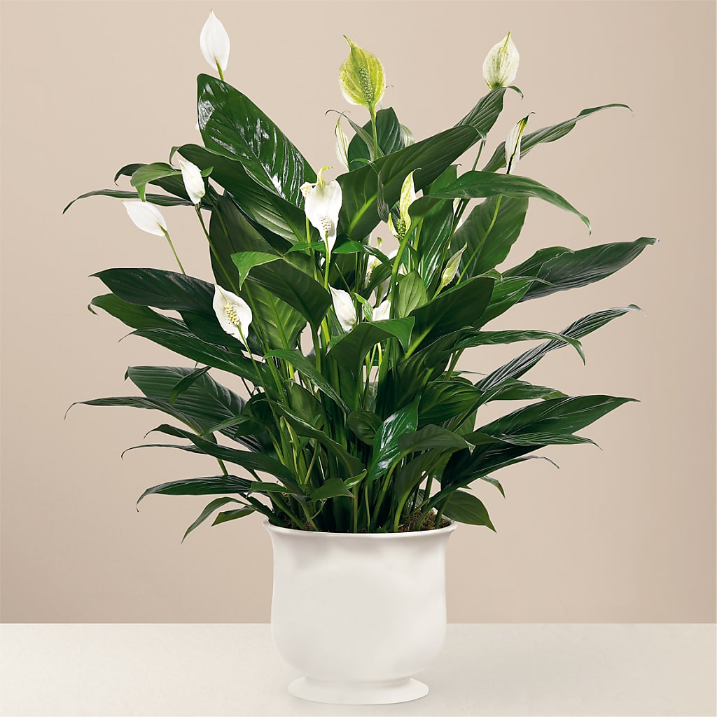 Comfort Planter – ALBRIGHT'S INC, Columbus GA