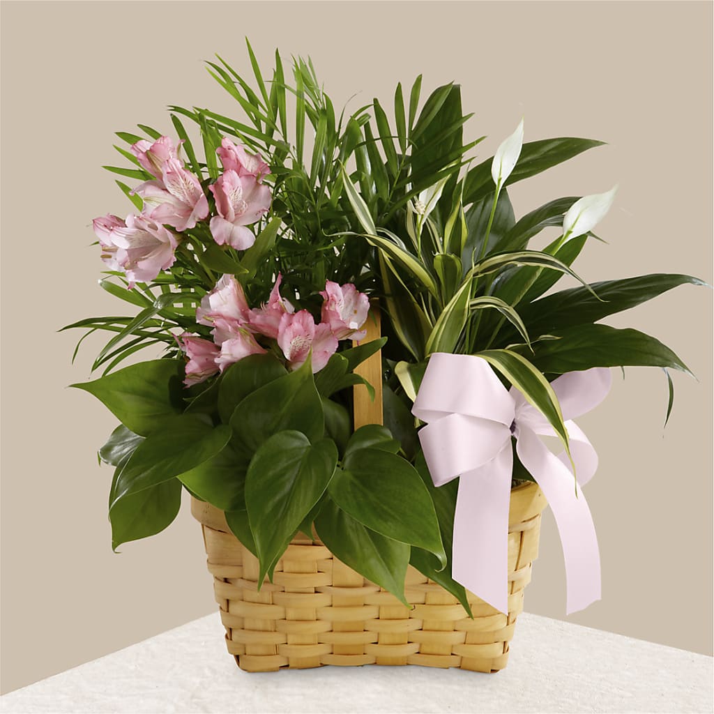 Living Spirit Dishgarden – ALBRIGHT'S INC, Columbus GA