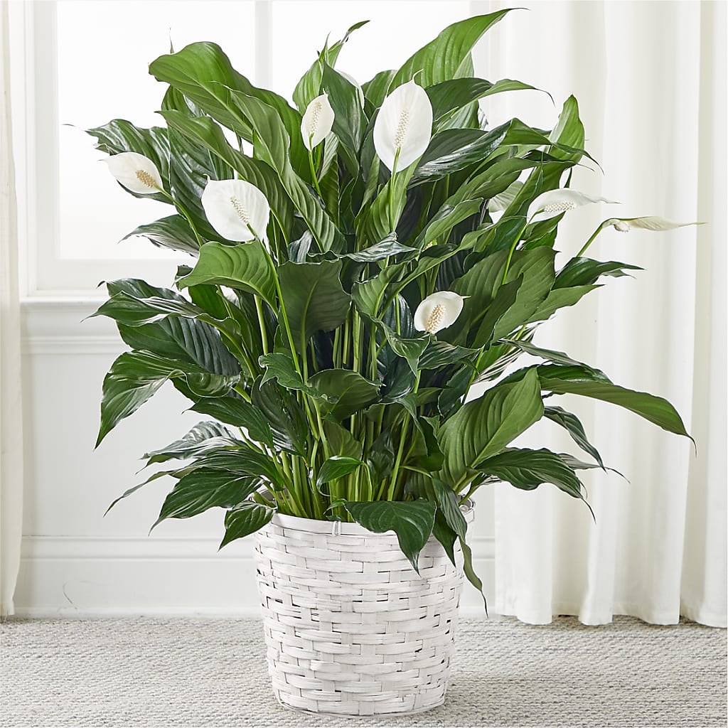 A New Leaf Peace Lily – ALBRIGHT'S INC, Columbus GA