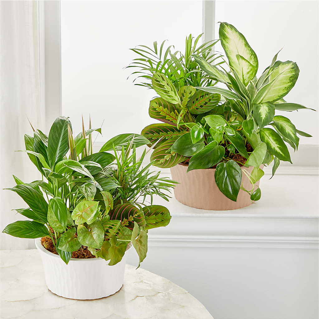 Balance & Harmony Dishgarden – ALBRIGHT'S INC, Columbus GA
