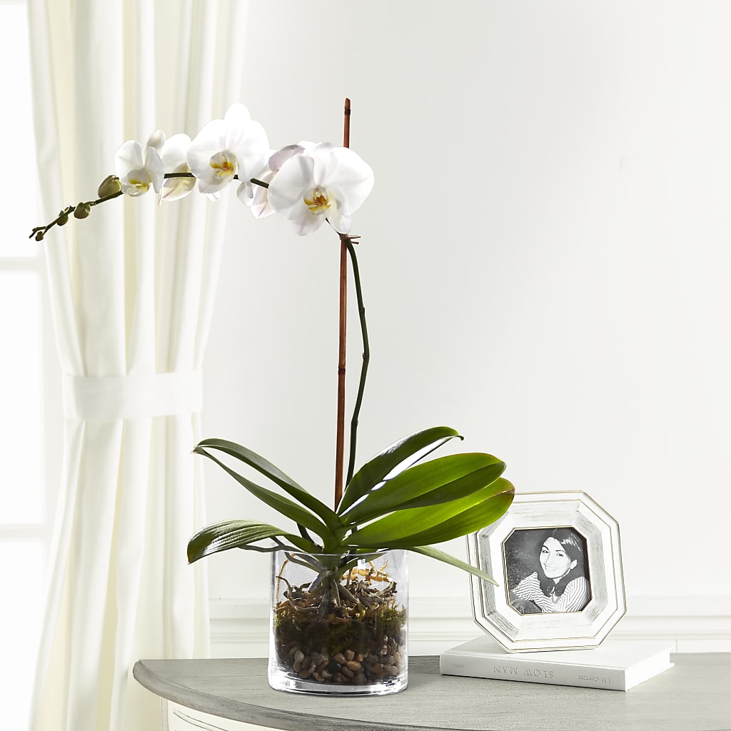 White Orchid Planter – ALBRIGHT'S INC, Columbus GA