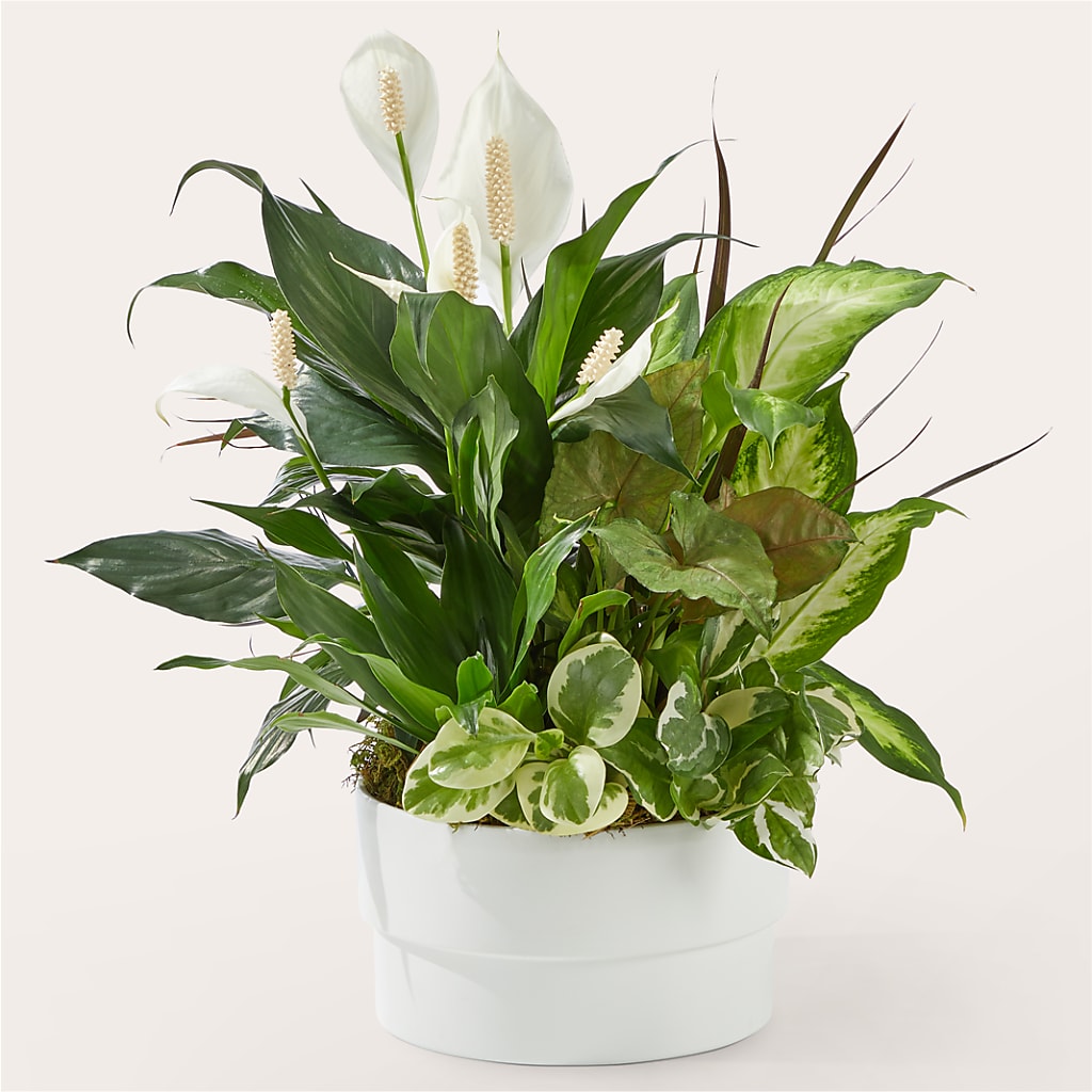 Radiating Positivity Dishgarden – ALBRIGHT'S INC, Columbus GA