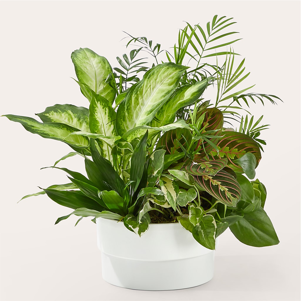 Radiating Positivity Dishgarden – ALBRIGHT'S INC, Columbus GA