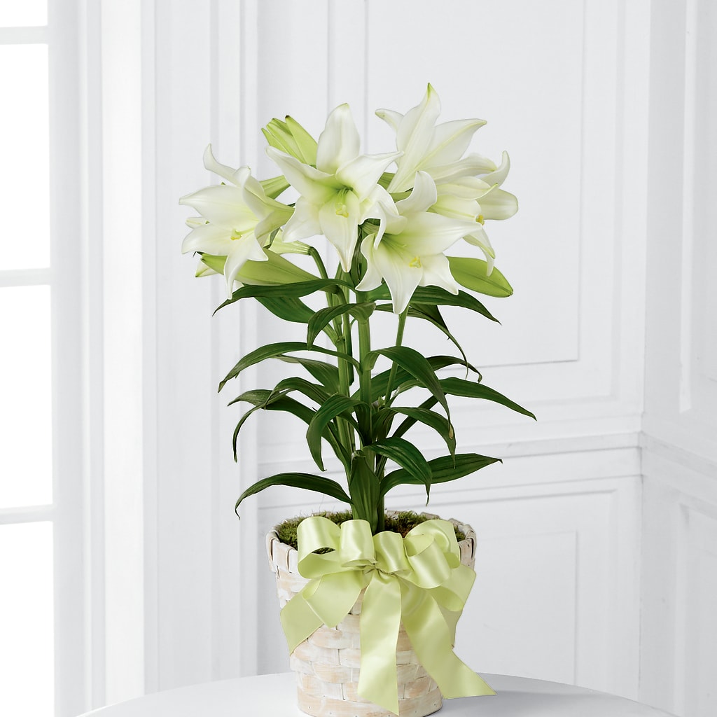 Easter Lily Plant – ALBRIGHT'S INC, Columbus GA