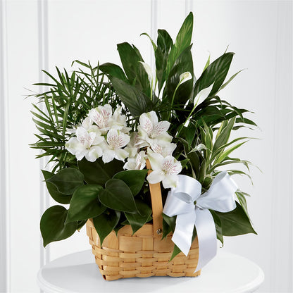 Peace & Serenity Dishgarden – ALBRIGHT'S INC, Columbus GA