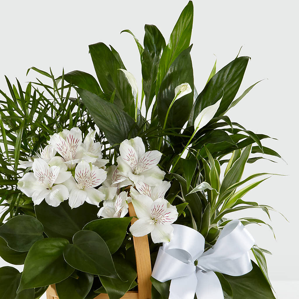 Peace & Serenity Dishgarden – ALBRIGHT'S INC, Columbus GA