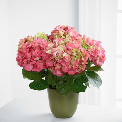 Pink Hydrangea Planter – ALBRIGHT'S INC, Columbus GA