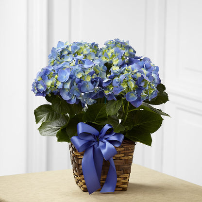 Blue Hydrangea Planter – ALBRIGHT'S INC, Columbus GA