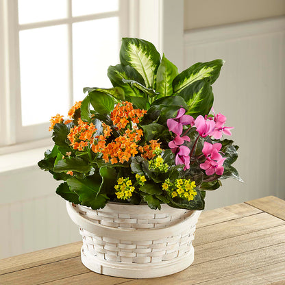 Color Crush Dishgarden – ALBRIGHT'S INC, Columbus GA