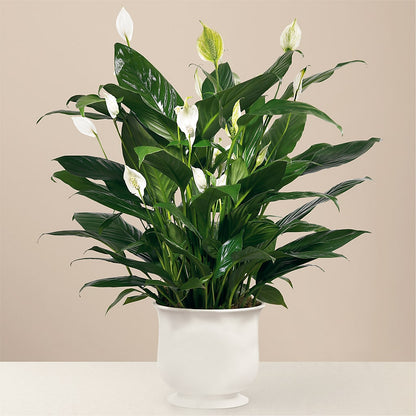 Comfort Planter – ALBRIGHT'S INC, Columbus GA