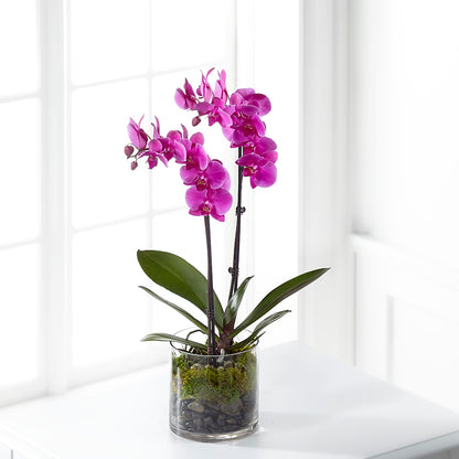 Pink Orchid Plant – ALBRIGHT'S INC, Columbus GA