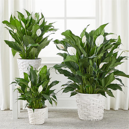 A New Leaf Peace Lily – ALBRIGHT'S INC, Columbus GA