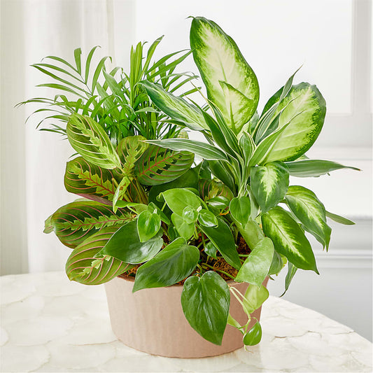 Balance & Harmony Dishgarden – ALBRIGHT'S INC, Columbus GA