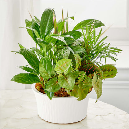 Balance & Harmony Dishgarden – ALBRIGHT'S INC, Columbus GA