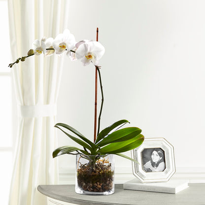 White Orchid Planter – ALBRIGHT'S INC, Columbus GA