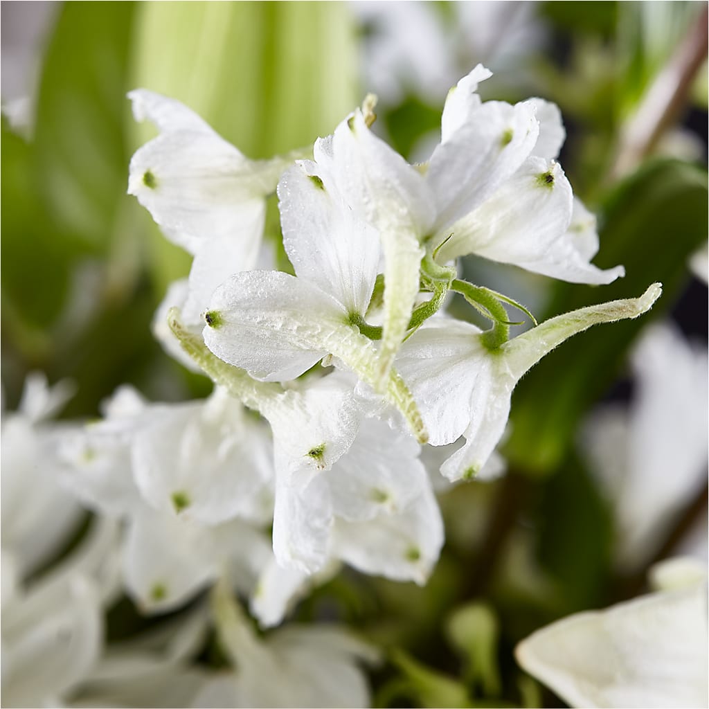 Classic Ivory – A Florist Original – ALBRIGHT'S INC, Columbus GA