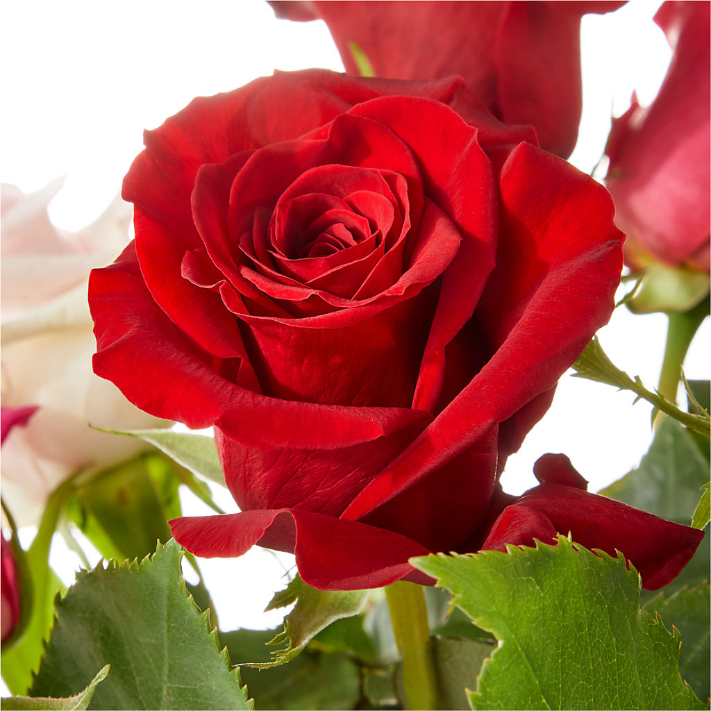Love Notes Rose Bouquet – ALBRIGHT'S INC, Columbus GA